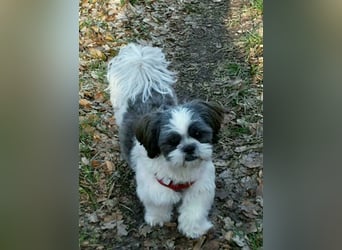 Shih Tzu Deckrüde