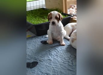 Herzensbrecher - Irish Red and White Setter
