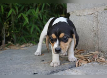 VIANA-klug, still und intensiv beobachtet dieses kleine Mädchen die Welt und sucht ihr Zuhause