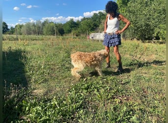 Jackline, süße Briard Hündin sucht …..