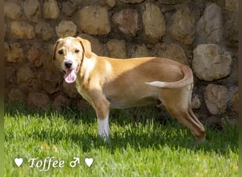 Teddy und seine Geschwister suchen ab September ein Zuhause