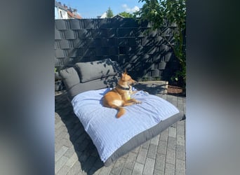 Mica, 3 Jahre, sucht ein neues Zuhause