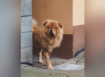 Bella - eine Schönheit sucht ihr Zuhause für immer