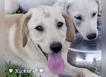 Ralfie, Roberta, Robbie und Rickie suchen eine Familie