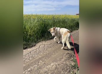 LEEBA - Ein Herz auf vier Pfoten sucht ihr Zuhause Zuhause oder Pflegestelle zum 06.09.2025 gesucht!