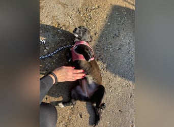 Pebbles - unsere kleine Wirbelmaus
