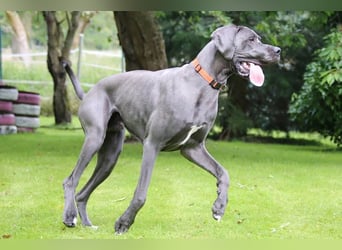 Aris aus Mönchengladbach - wunderschöner Deutscher Doggen Bub!