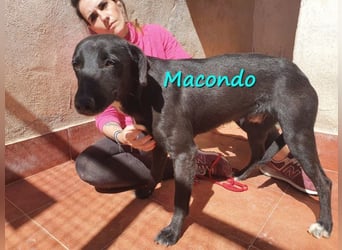 Macondo 04/2020 (in Deutschland) - treuer und liebevoller Labrador-Mix!