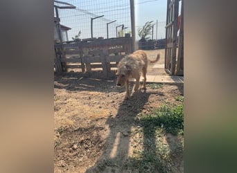 Kelly – Griffon Mix: sanfte Hundeseele sucht dringend ein Zuhause voller Liebe