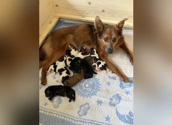 Neun kleine Tierschutzwelpen❤️in 22399 Hamburg suchen ihr Für-immer-Zuhause