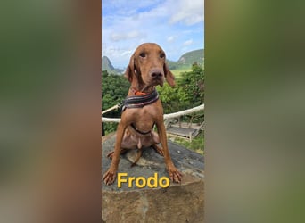 Frodo und Bo - Dreamteam sucht Zuhause