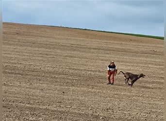 Weimaranermischling