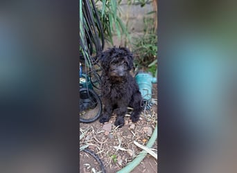2 putzmuntere Aussiedoodles