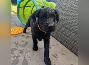 Mittelschnauzer Welpe Rüde
