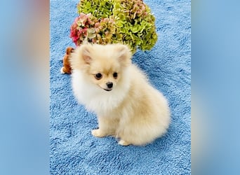 Zwergspitz Pomeranian Weibchen 5Monate jung