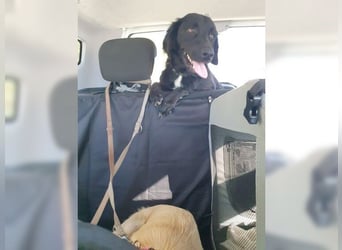 Manolo, Traumhund mit Handicap