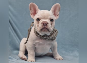 Französische Bulldogge TOP Qualität Platinum Lilac/Tan