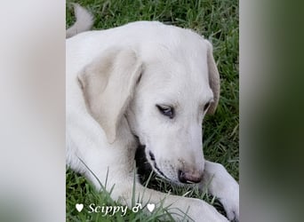 Marla, Scippy und Kea auf der Suche nach ihrer Familie