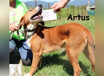 Artus - cooler, hübscher Rüde hält Ausschau nach seinen Menschen