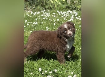 Tolle Australian Shepherd Welpen suchen Ihre Herzenfank
