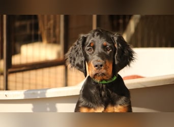 2 liebenswerte Gordon Setter aus Liebhaberzucht suchen Kuschelpartner