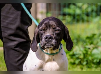 Pepa  - Englischer Pointer, lieb und verträglich