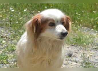Kiko – einer von zwölf zurückgelassenen Hunden sucht ein neues Zuhause