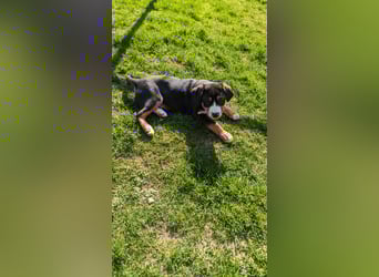 Große-Schweizer-Sennenhund-Welpen