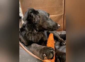 Cooper ❤️ Pflegefamilie 42109 Wuppertal
