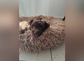 Süsses Yorki Bolonka Zwetna Mädchen Welpe abzugeben