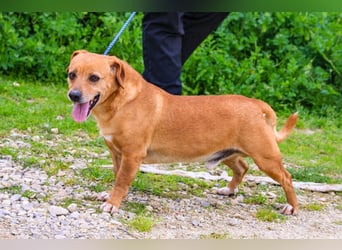 Albu, Mix Dackel / Pinscher, lieb und verträglich