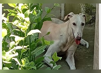 Nati(TO) bildhübsche Hündin sucht liebevolles Zuhause