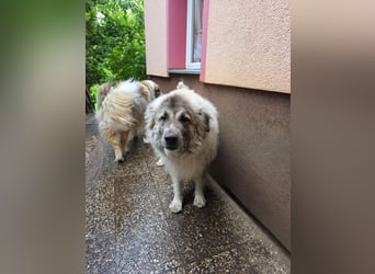Max – Jung, klug, loyal