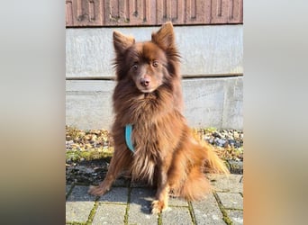 Leo - ein unkomplizierter Hund