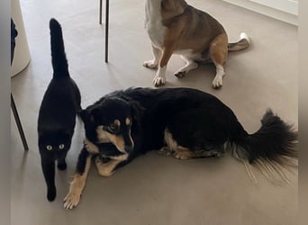Miley - anhängliche, liebe und katzenverträgliche Hündin / z.Zt. noch in Rumänien