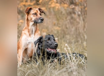 PAULI - Freundlicher Schäferhund sucht erfahrenes Zuhause