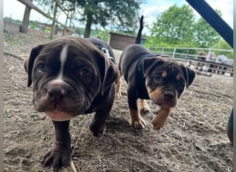 Exotic Bully Bulldog OEB Welpen Bulldogge