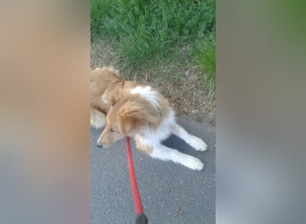 Colliemädchen - altschottische Linie
