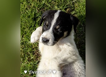 Derrick sucht ab Ende Juni ein liebevolles Zuhause
