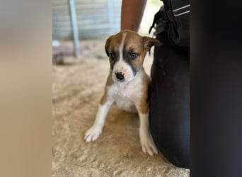 Ragnar, bereits auf PS in DE 53925 Kall /NRW, sucht Traumzuhause!