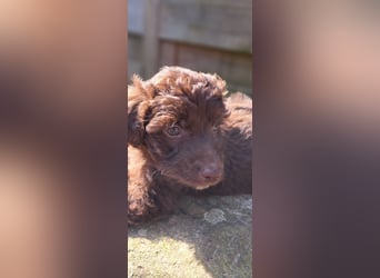 11 putzmuntere Aussiedoodles