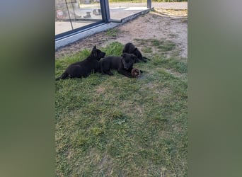 Deutscher schwarzer schäferhund mit Papieren
