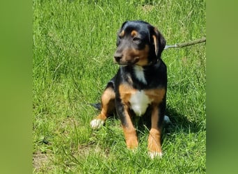 Charly - Körbchen auf Lebenszeit gesucht