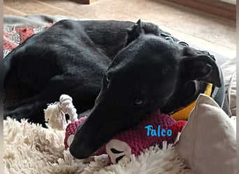 Talco 06/2024 (in Deutschland) - liebenswerter junger Galgo!