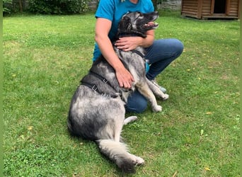 ♥ALITA♥ Pflegestelle dringend gesucht - wunderschöne, aufgeschlossene Herdenschutz-Mix-Hündin 59 cm
