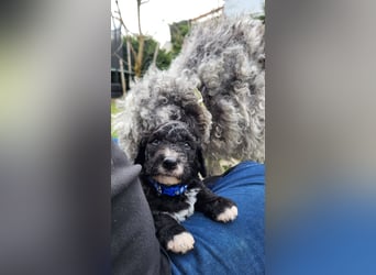 Bergamasker Barbet Mix Doodle Bergamasco Franz. Wasserhund Bergadoodle für Allergiker nicht haarend