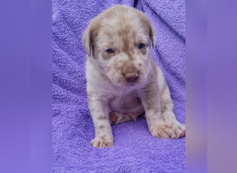 Labrador Aussiedor Welpen aus liebevoller Zucht