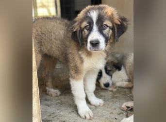 Kroos, geb. ca. 03/2024, lebt in GRIECHENLAND, im städt. Tierheim Serres