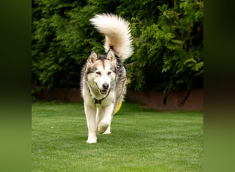 Wapaj - gut erzogener liebevoller Familienhund - Tierhilfe Franken e.V.
