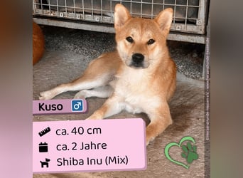 Kuso